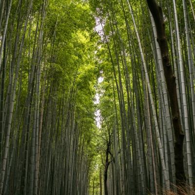 山海妖行录官方版下载